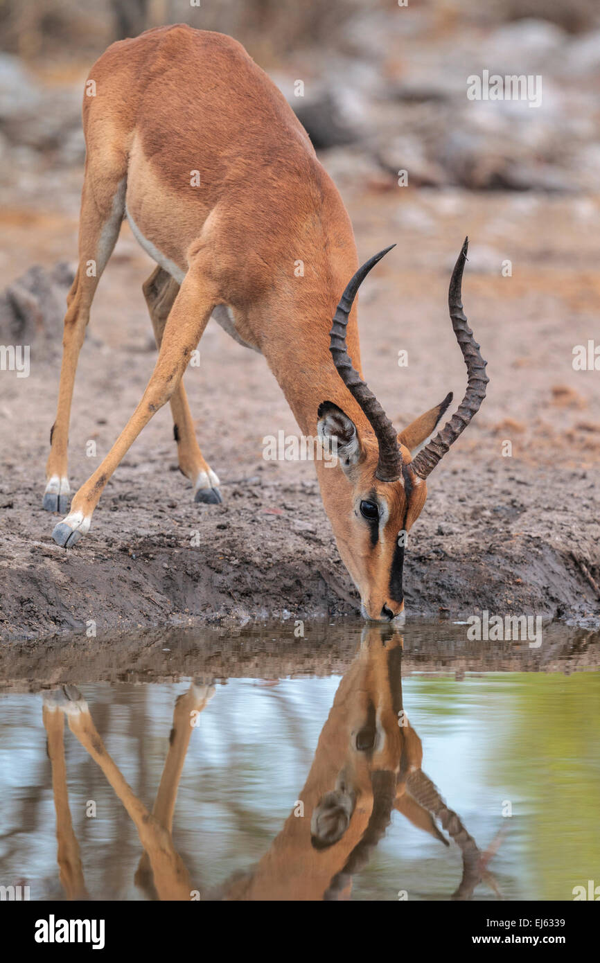 Eine schwarze konfrontiert Impala (Aepyceros Melampus Petersi) an einem Wasserloch im Etosha Nationalpark, Namibia. Stockfoto