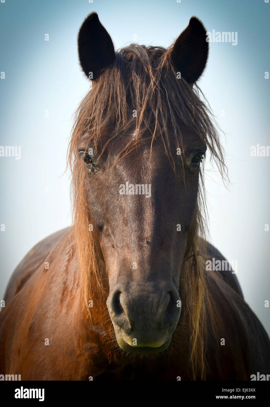 Pferd-Schnauze Stockfoto
