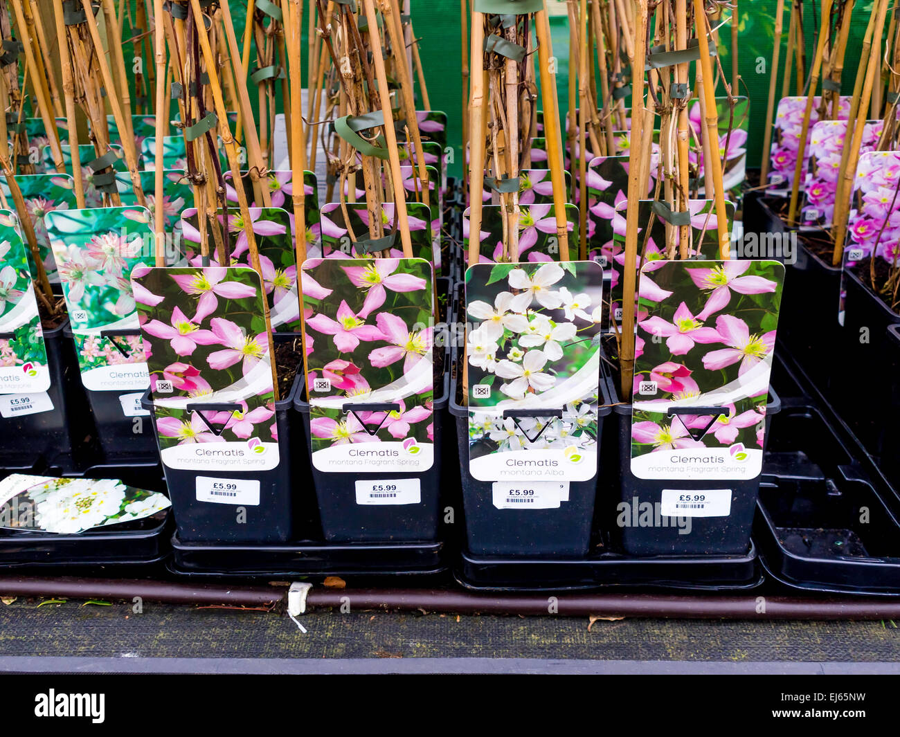 Clematis-Pflanzen für den Verkauf in einem Gartencenter im Frühjahr Stockfoto