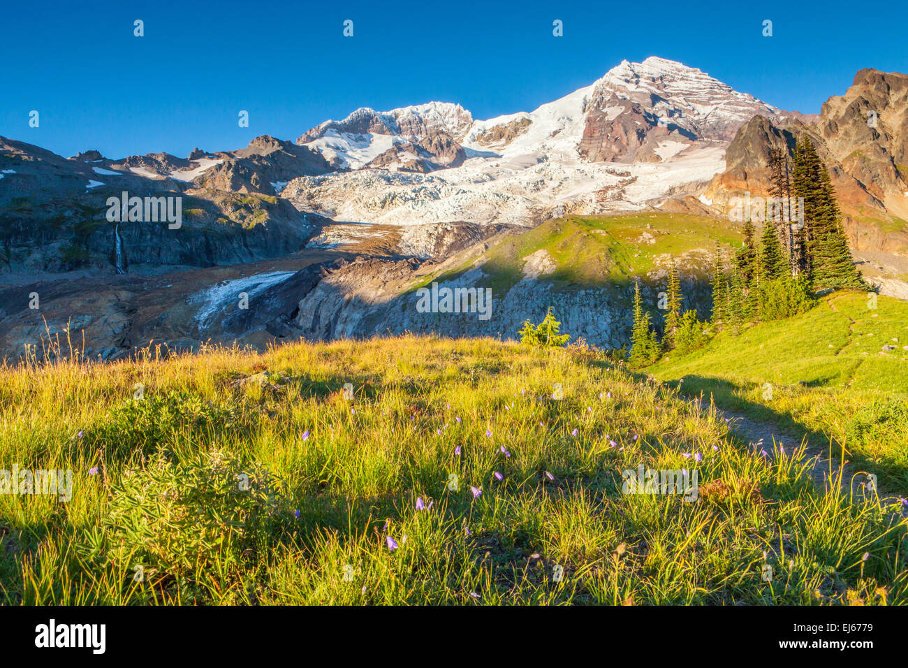 Mount Rainier über Emerald Ridge, Mount Rainier Nationalpark, Kaskaden, Washington, USA. Stockfoto