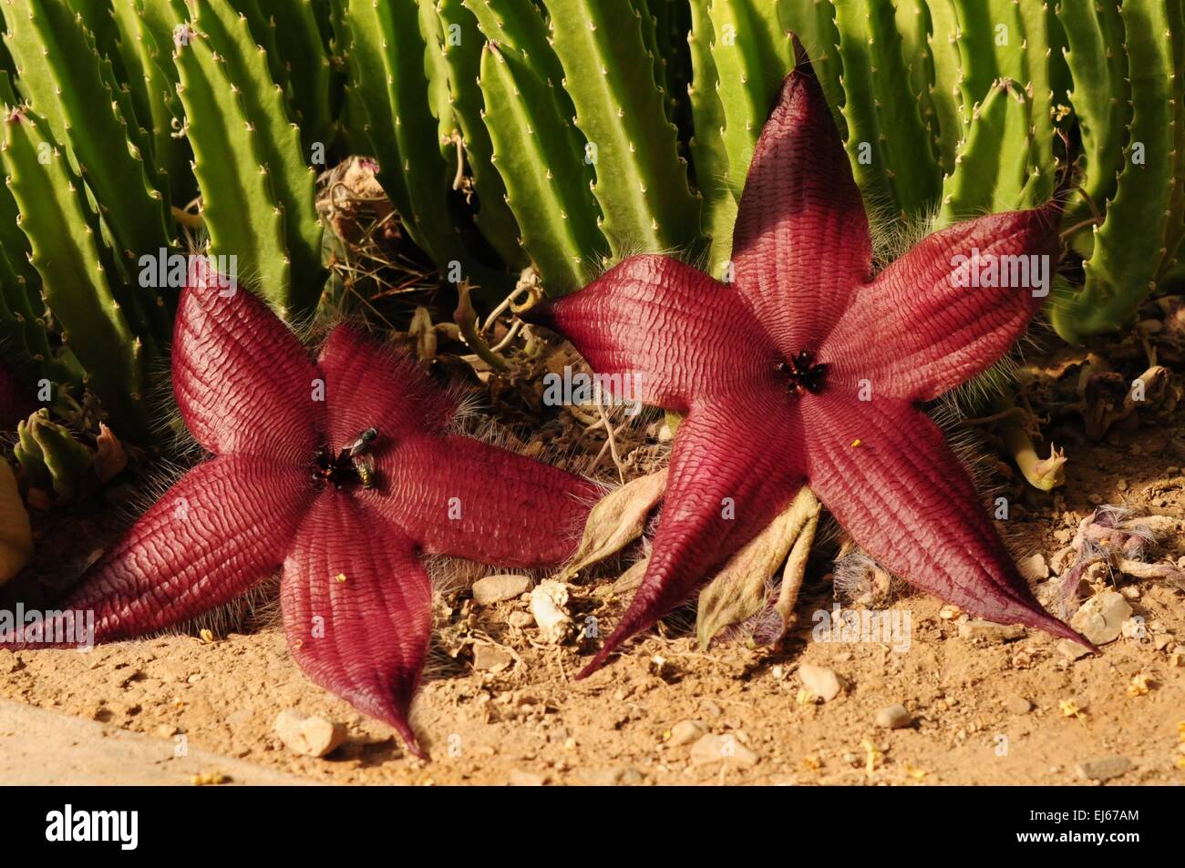 Seestern-Kaktus in Blüte, Carlsbad, New-Mexico - USA Stockfoto