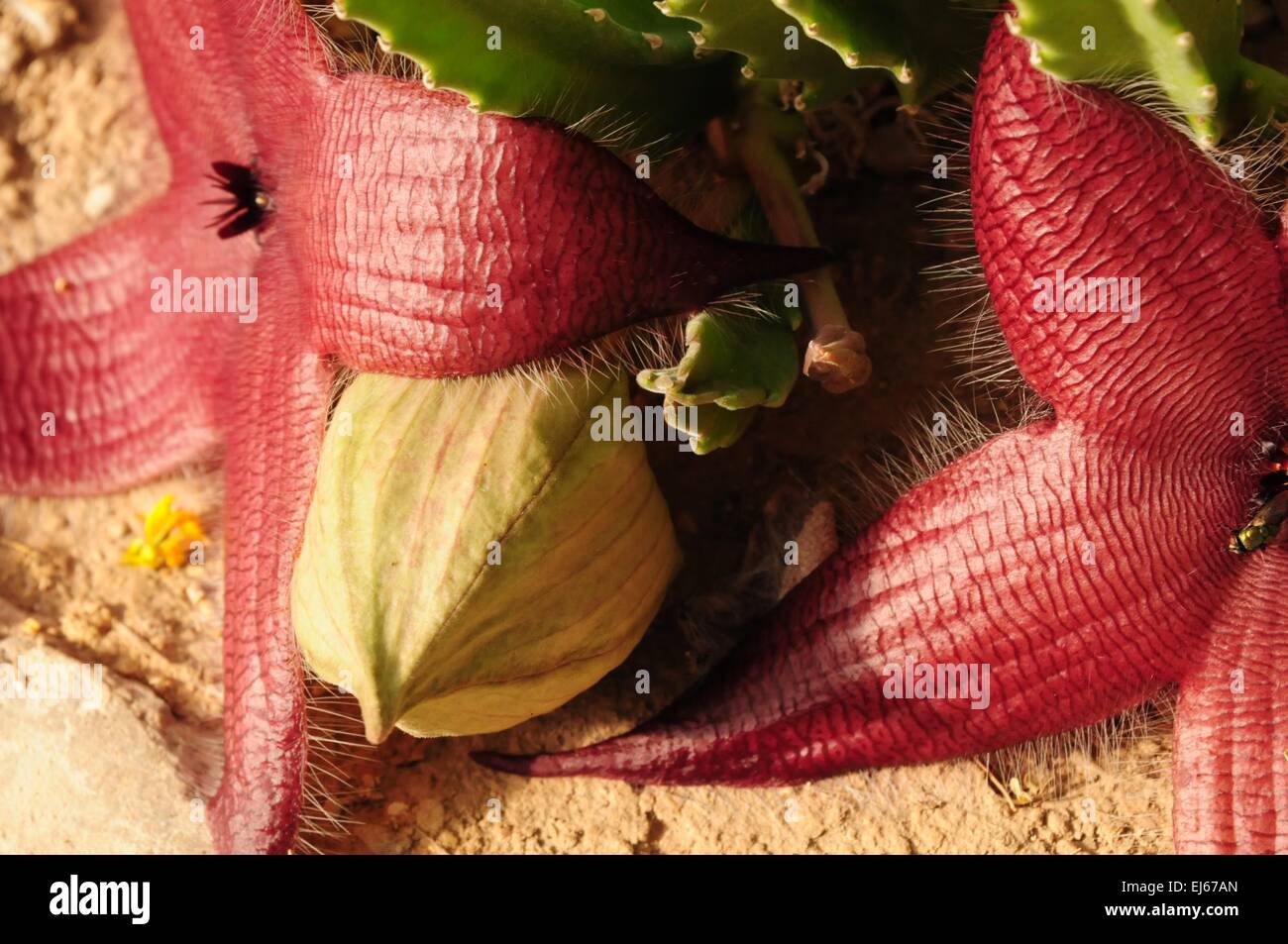 Seestern-Kaktus und Pod, Carlsbad, New-Mexico - USA Stockfoto