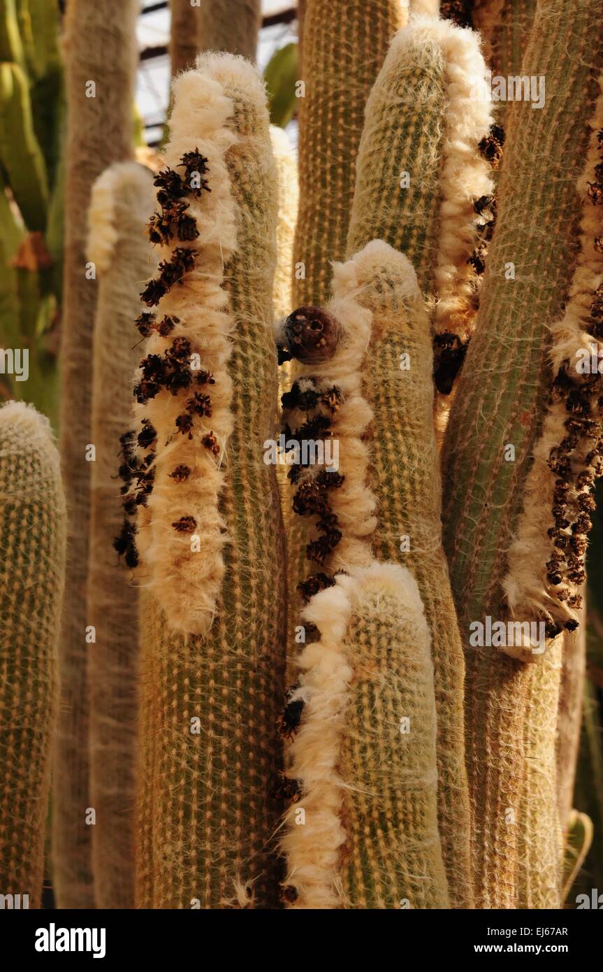 Fuzzy säulenartige Kaktus Carlsbad, New-Mexico - USA Stockfoto
