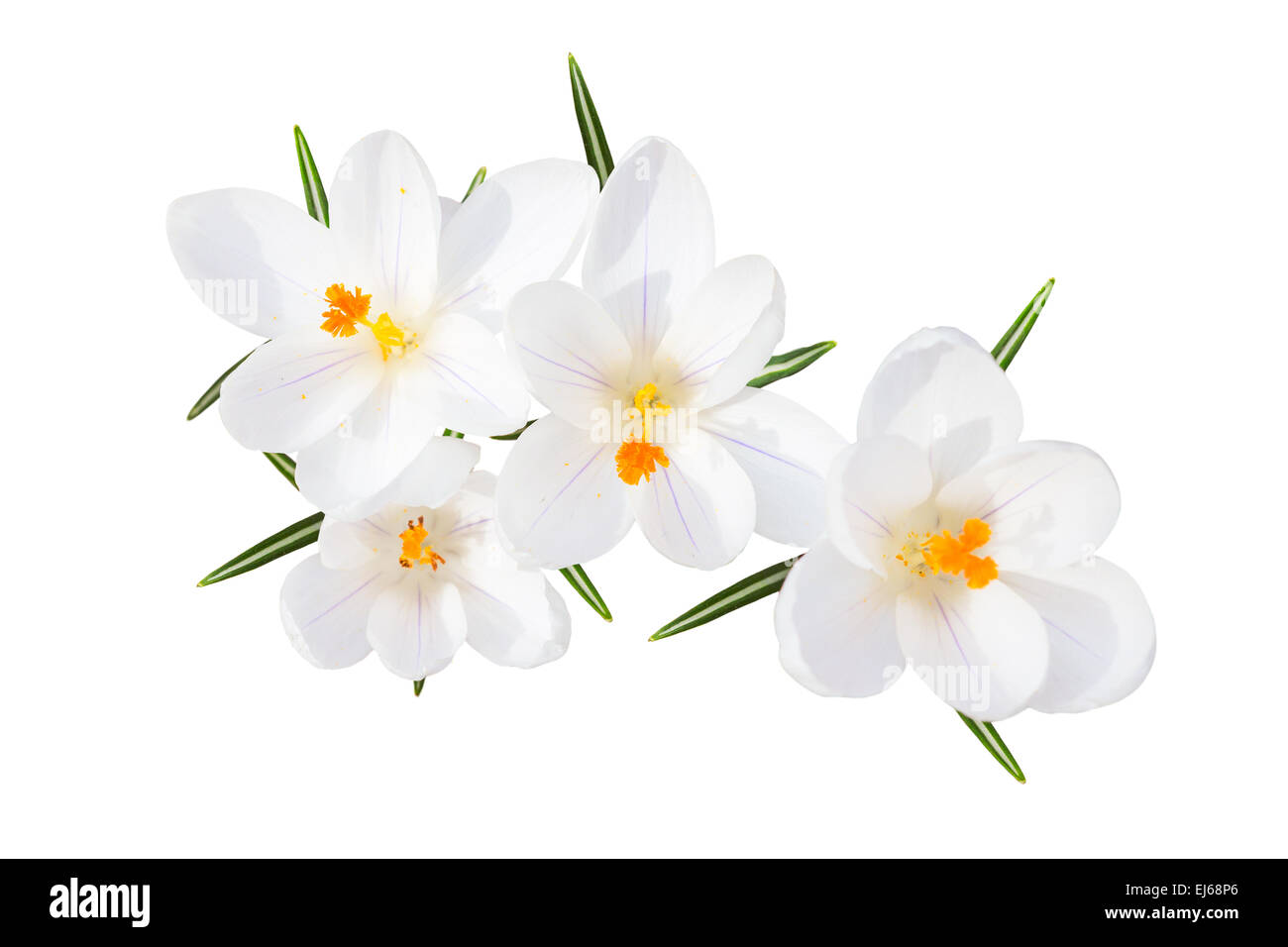 Weiße Feder Blüte der sonnenbeschienenen zart Krokusblüten mit isolierten Draufsicht Blätter Stockfoto