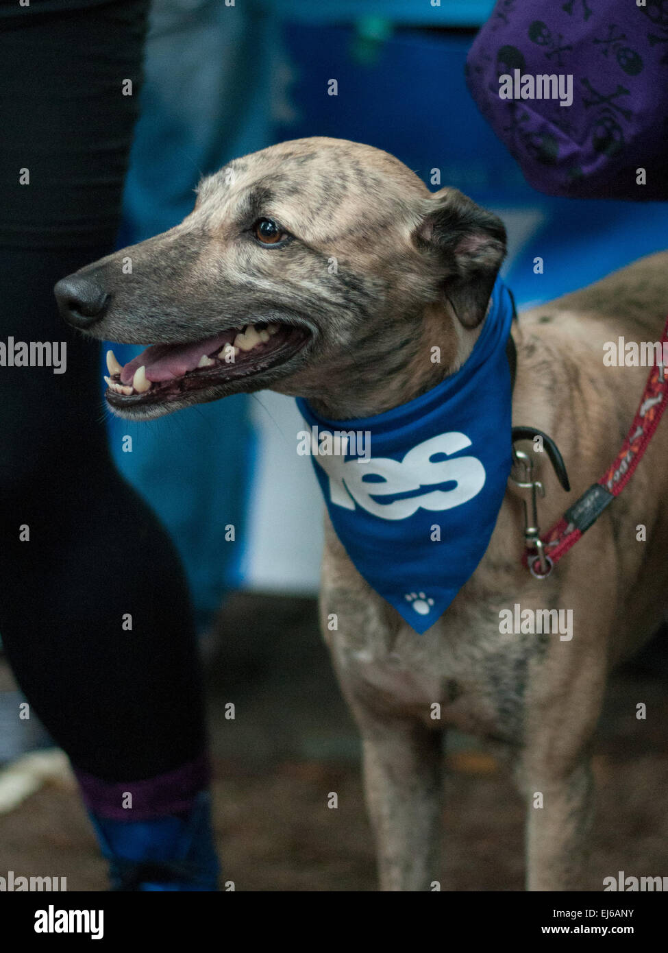 Ein Greyhound Hund trägt ein Kopftuch Abstimmung ja auf einer pro-Unabhängigkeit-Abstimmung ja-Kundgebung in Edinburghs Wiesen. Wo: Edinburgh, Schottland, Vereinigtes Königreich bei: 17 Sep 2014 Stockfoto