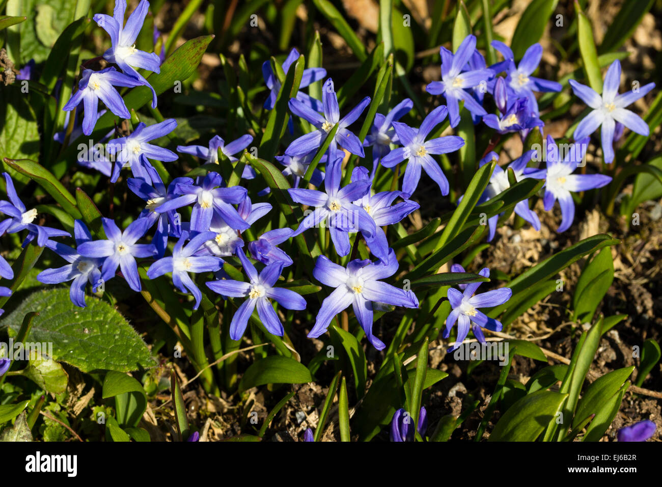 Blaue und weiße Blüten im Vorfrühling blühenden Pracht des Schnees, Chionodoxa forbesii Stockfoto