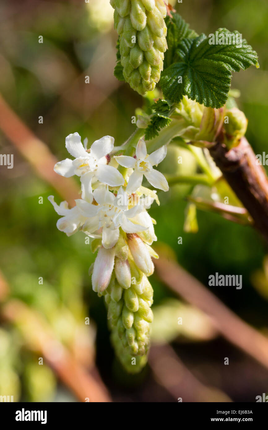 Nahaufnahme einer Blüte von der frühen Blüte Zier Johannisbeere, Ribes Sanguineum 'White Icicle' Stockfoto