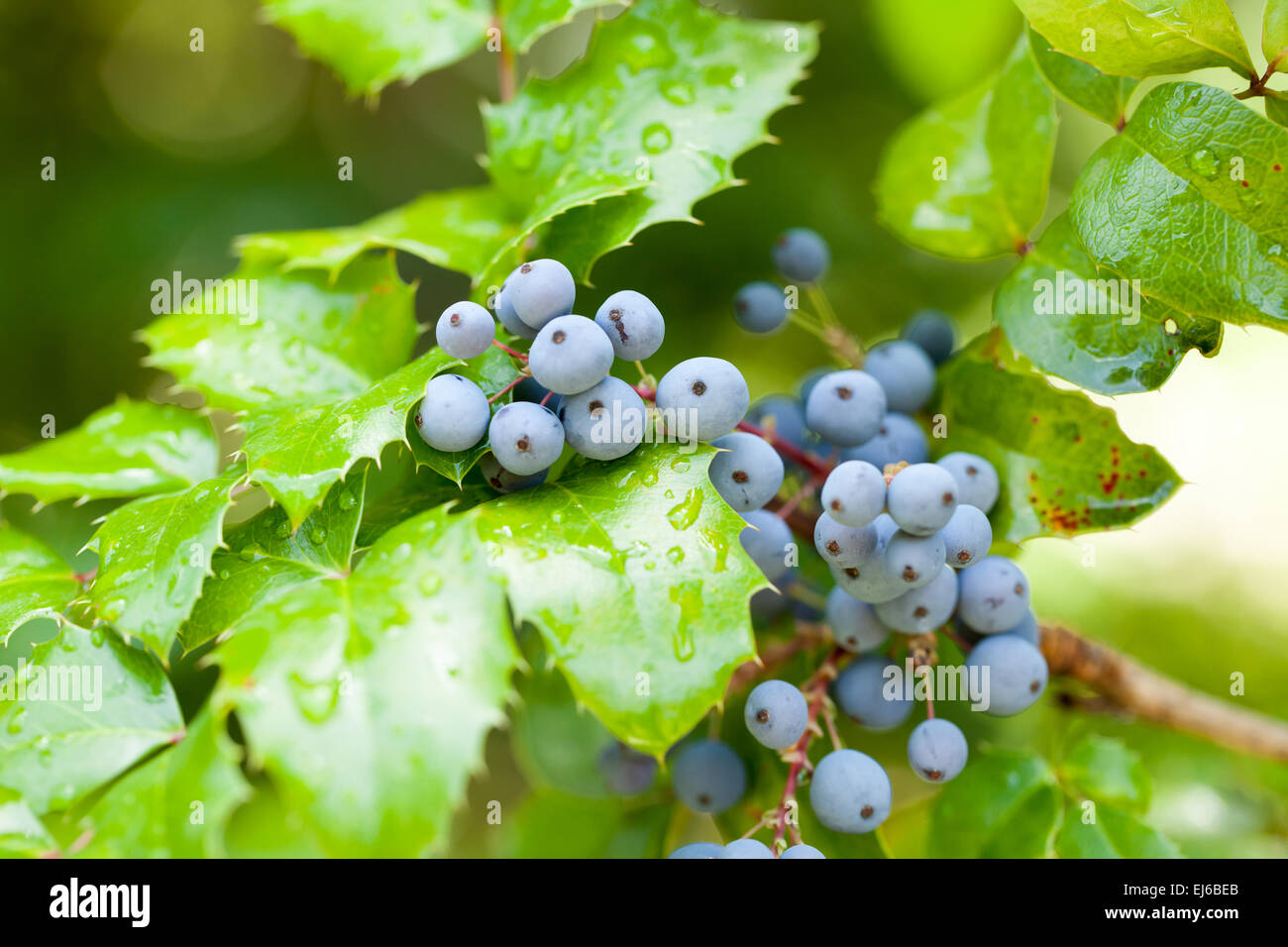 Echte Holly Beeren und Blätter auf rotem Grund. Makro mit extrem flachen Dof. Stockfoto