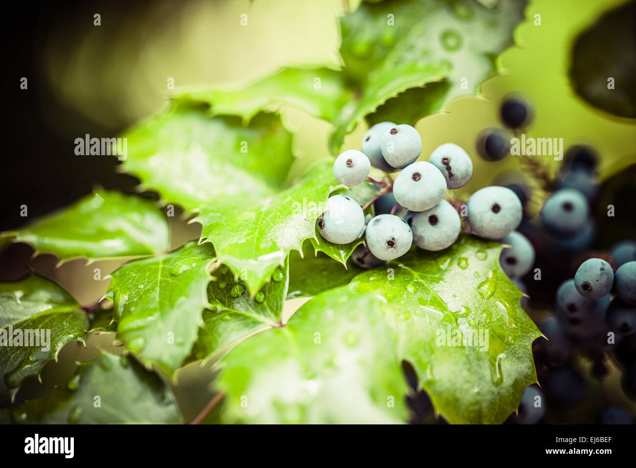 Echte Holly Beeren und Blätter auf rotem Grund. Makro mit extrem flachen Dof. Stockfoto