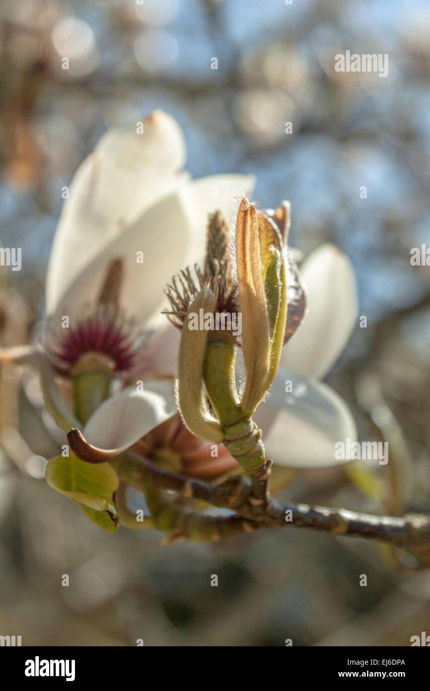 Nahaufnahme einer Magnolie, eine blühende Pflanzenart in der Unterfamilie Magnolioideae der Familie Magnoliaceae. Stockfoto