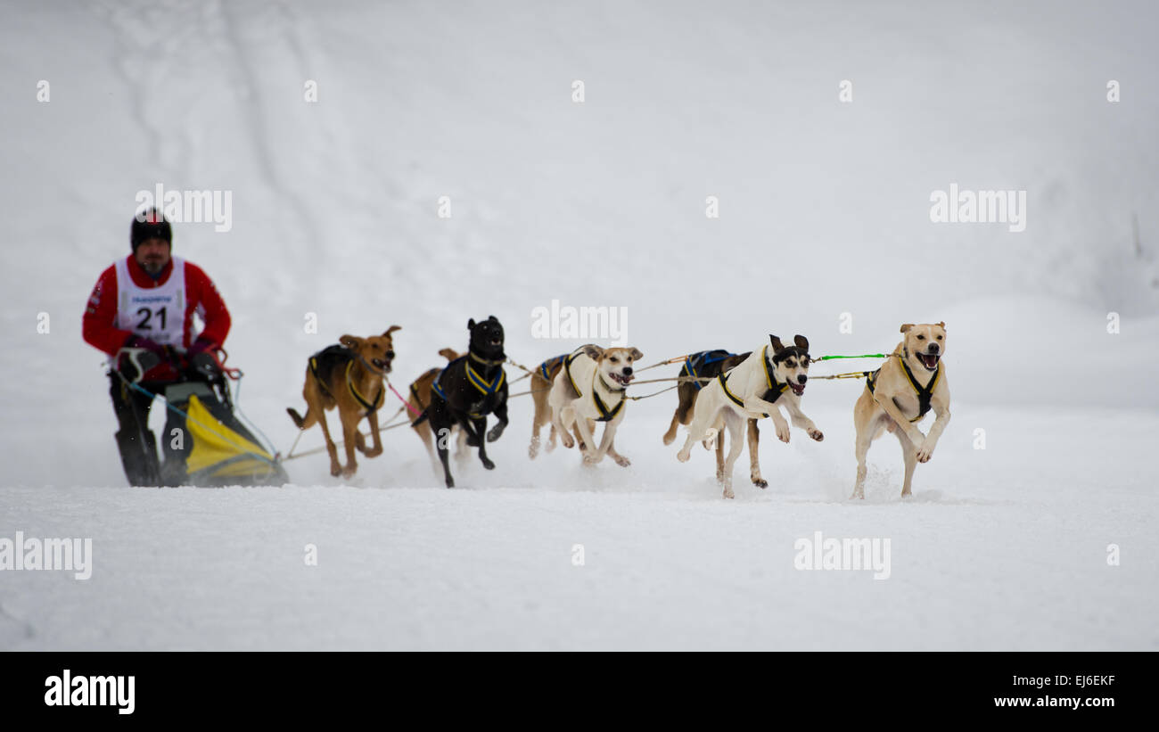 Hunde und Musher während Sleddog Speed-Rennen. Stockfoto