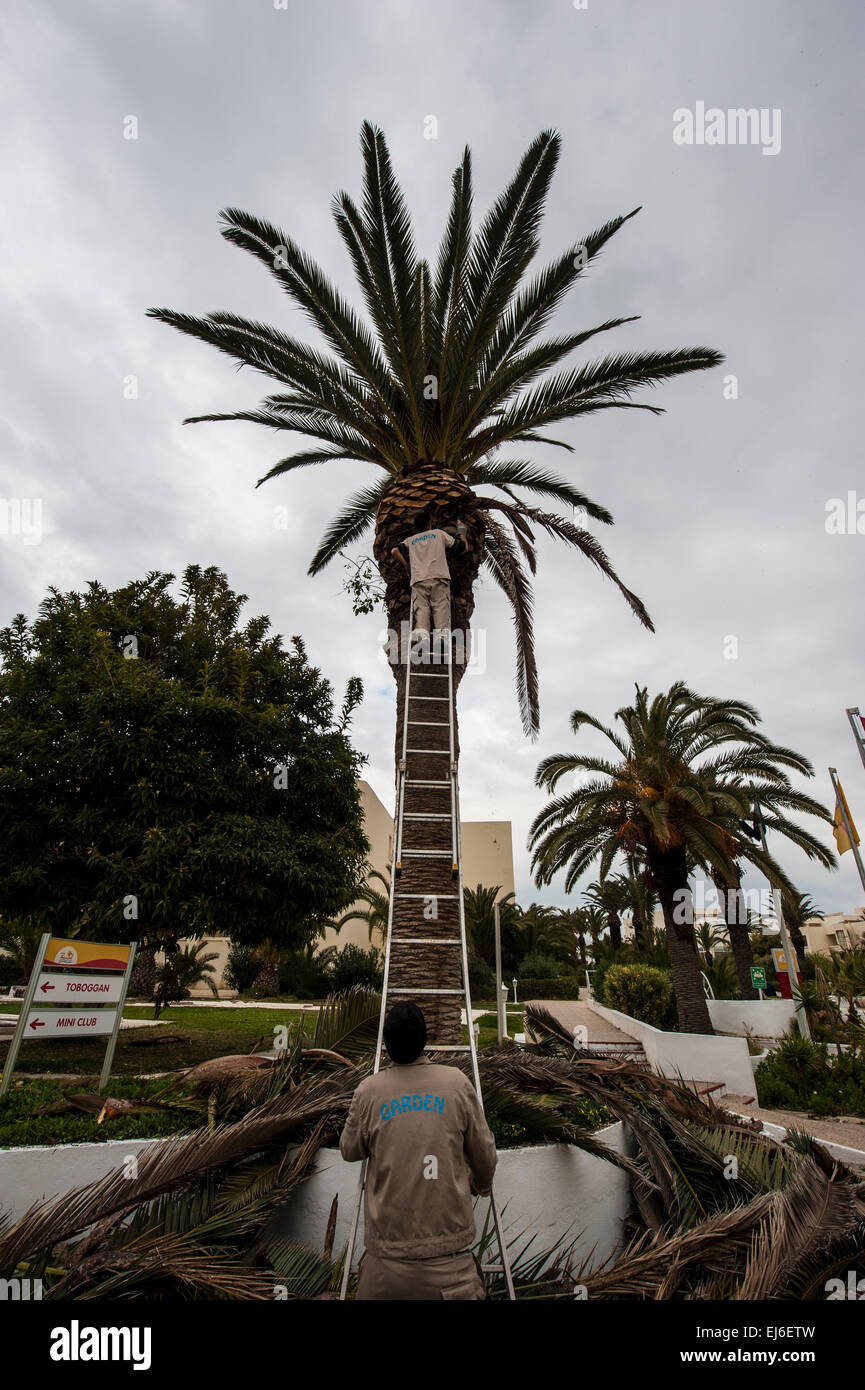 Zwei Gärtner trimmen Palmblättern in einem Hotel in Hammamet, Tunesien. Stockfoto