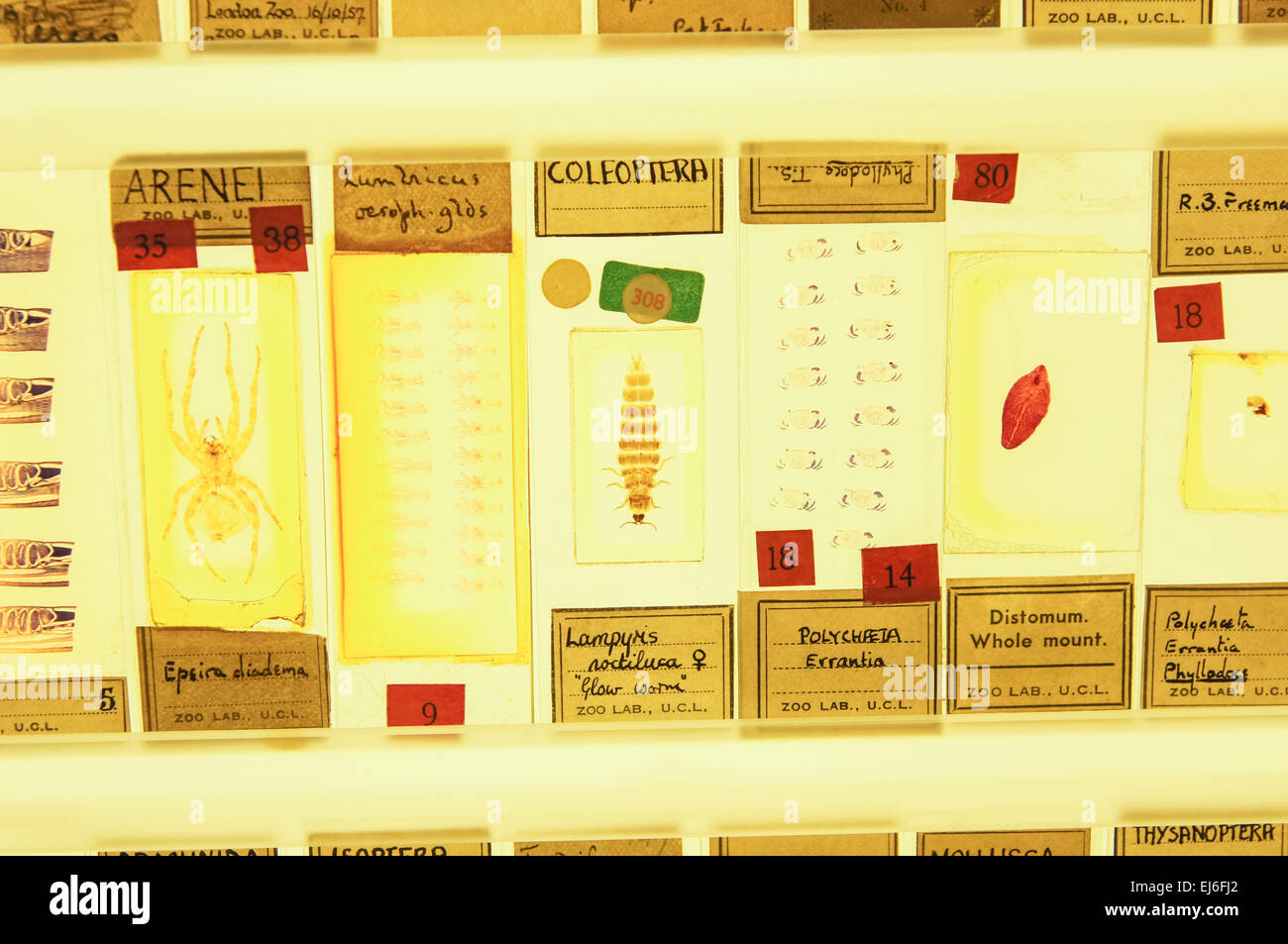 Das Grant Museum für Zoologie, Micrarium Gallery, London England Vereinigtes Königreich UK Stockfoto