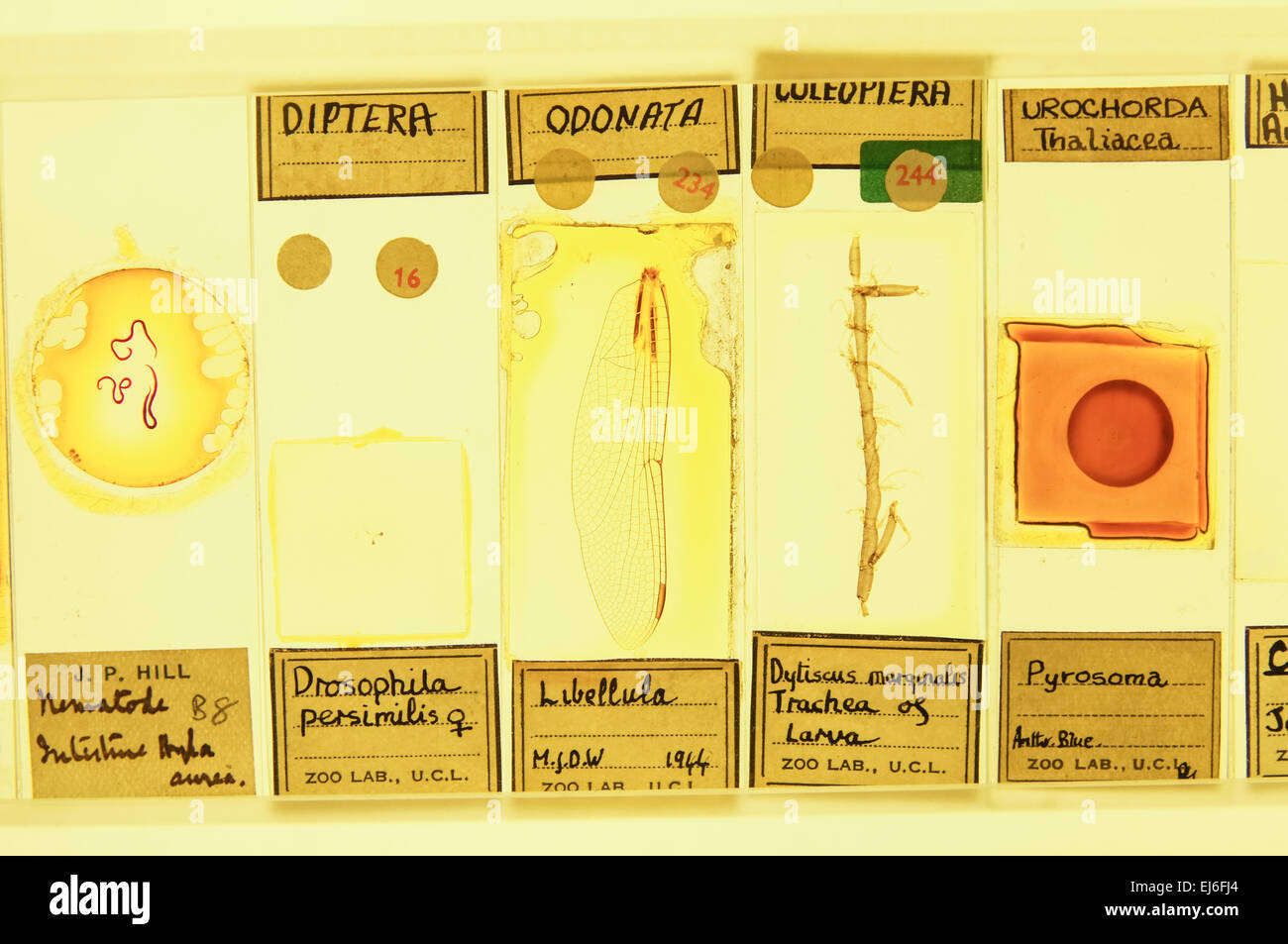 Das Grant Museum für Zoologie, Micrarium Gallery, London England Vereinigtes Königreich UK Stockfoto