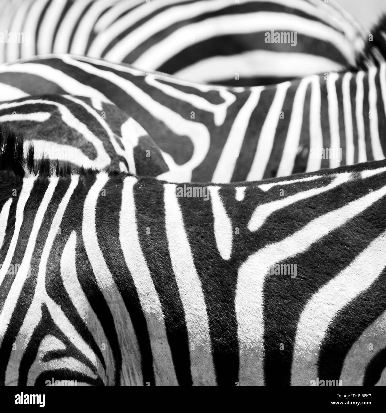 Nahaufnahme von der schwarz / weiß Zebra-Streifen Stockfoto