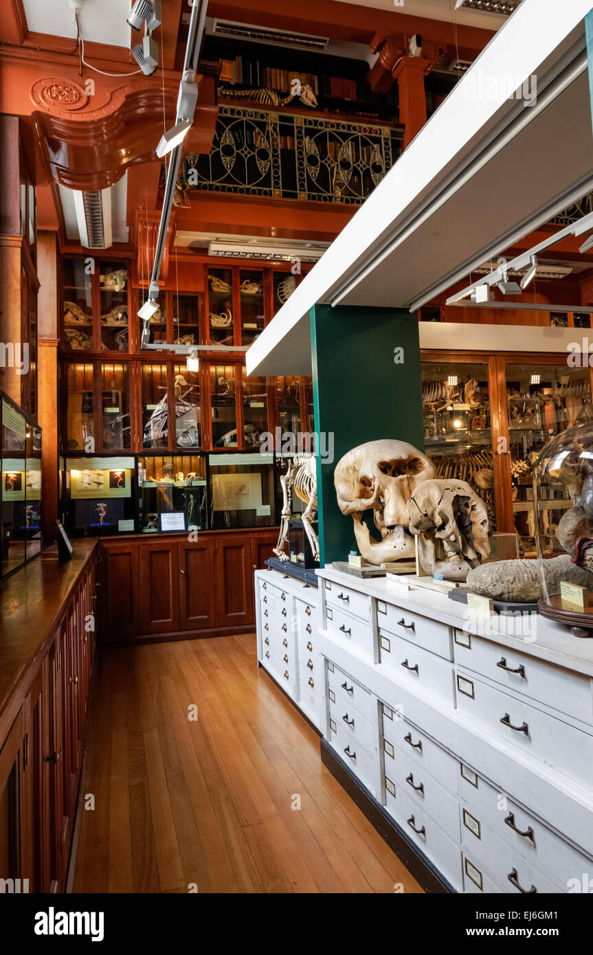 Das Grant Museum für Zoologie, London England Vereinigtes Königreich UK Stockfoto