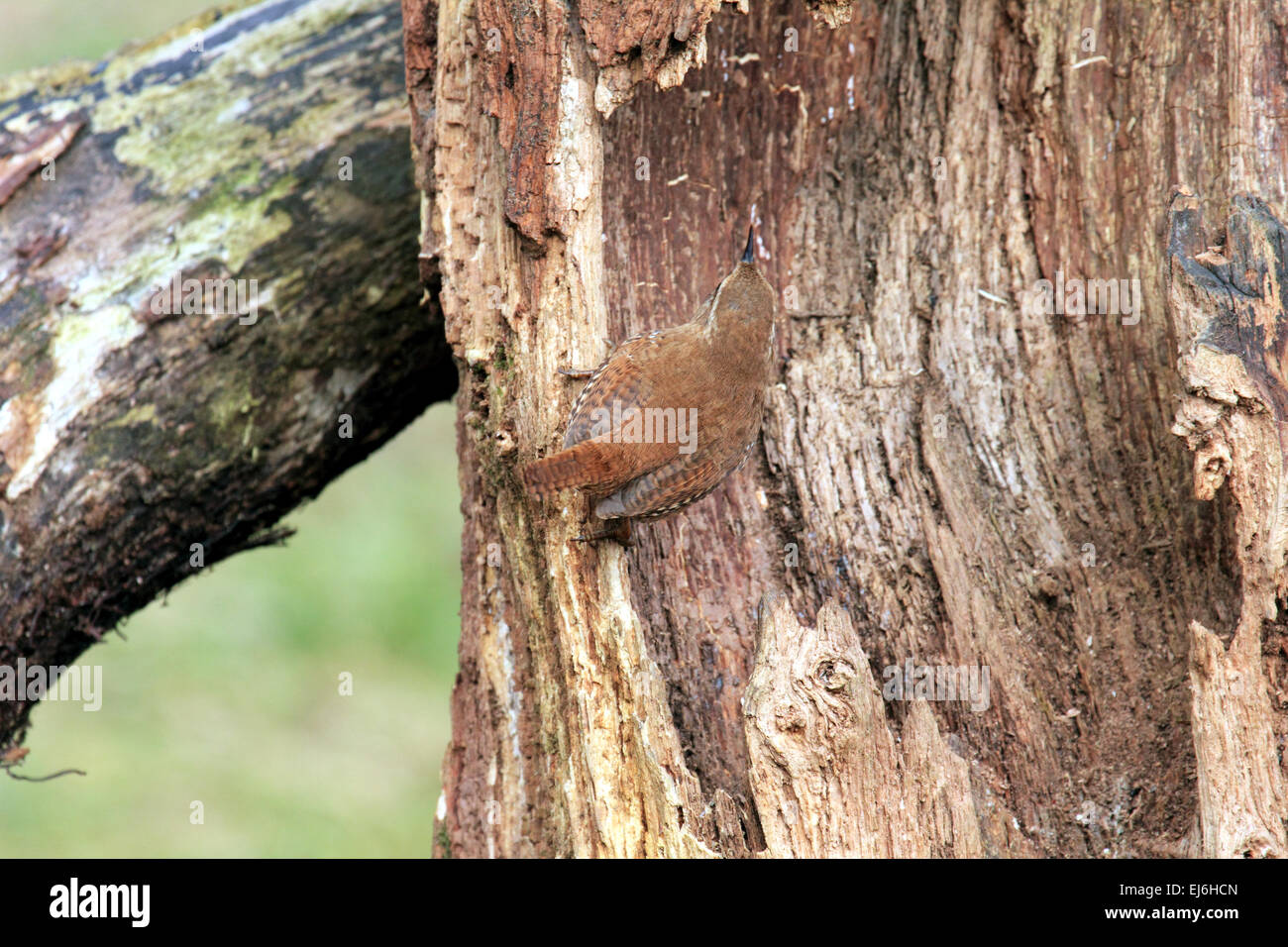 Zaunkönig Troglodytes Troglodytes A kleine braune Vogel mit einem laut Lied Stockfoto