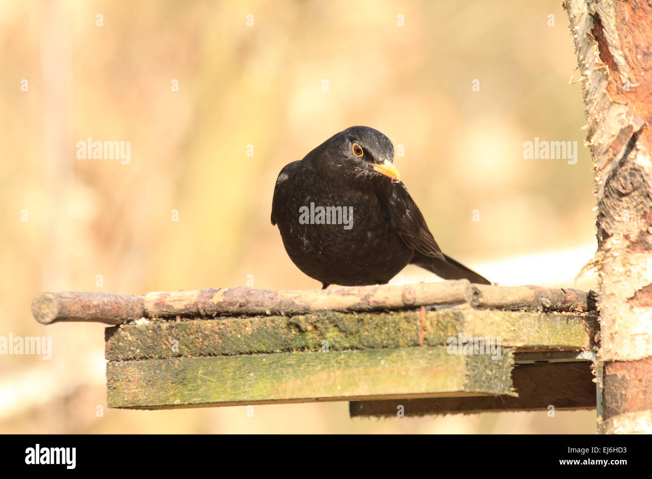 Ein Vogel in der Drossel-Familie bekannt für sein Lied Garten Wald und Hecke Stockfoto