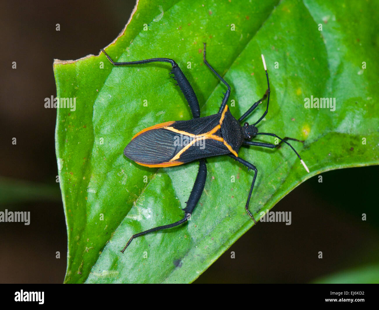 Assassin Bug (Reduviidae), Costa Rica Stockfoto