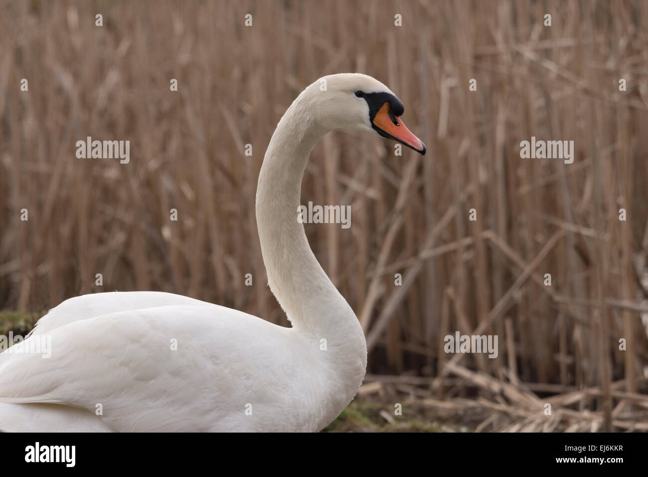 weiße Gans vorsichtig beobachten Stockfoto weiße Gans vorsichtig beobachten Stockfoto