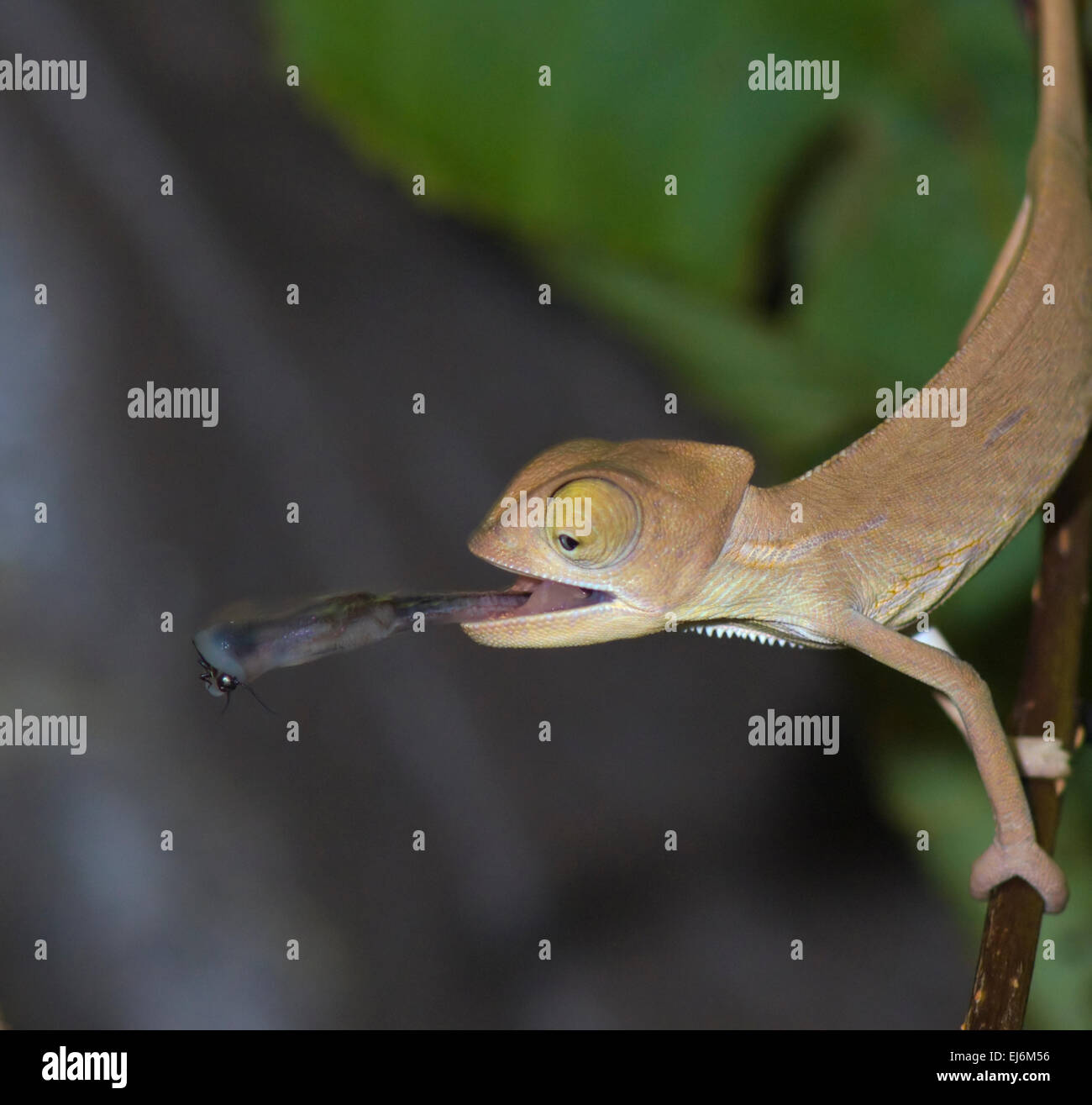 Jemen Chamäleon oder Veiled Chameleon mit Insekten (Chamaeleo calyptratus) Stockfoto