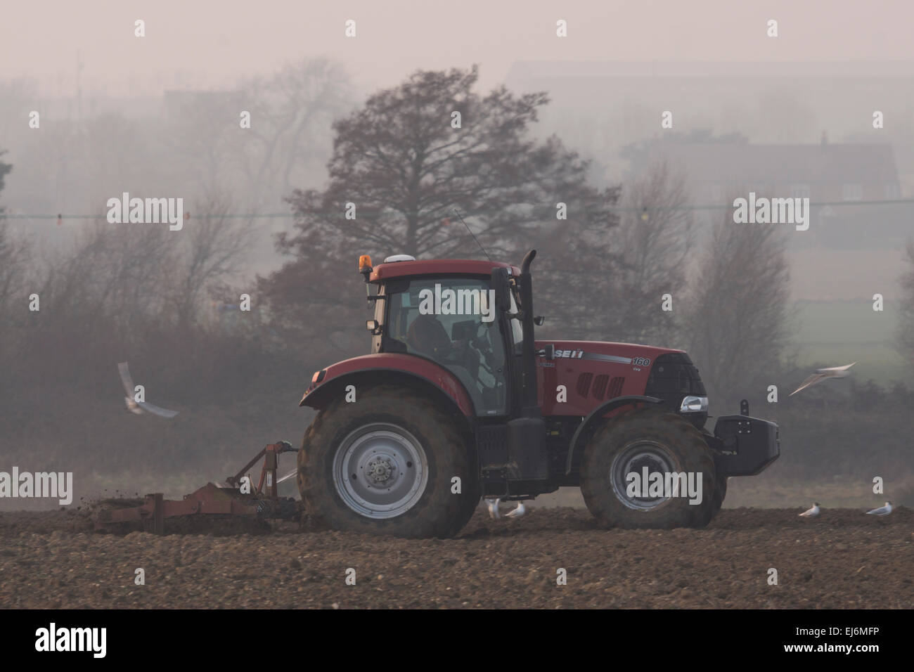 Ein roter Traktor Pflüge dieses Feld an einem nebligen Tag. Möwen fliegen rund um den Traktor in der Hoffnung, dass sie etwas erhalten. Stockfoto