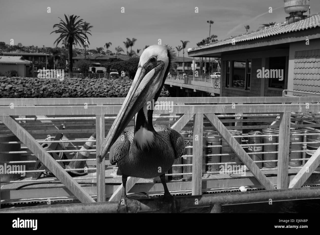 Fischer und Pelikane auf Shelter Island Pier, Bucht von San Diego, Pelican starrte Stockfoto