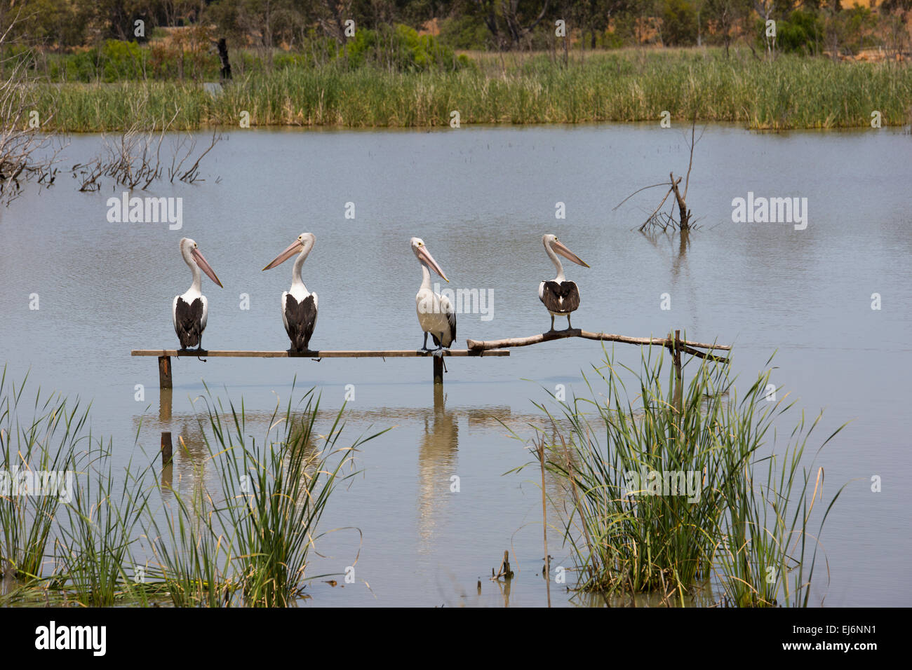 Pelikane Stockfoto