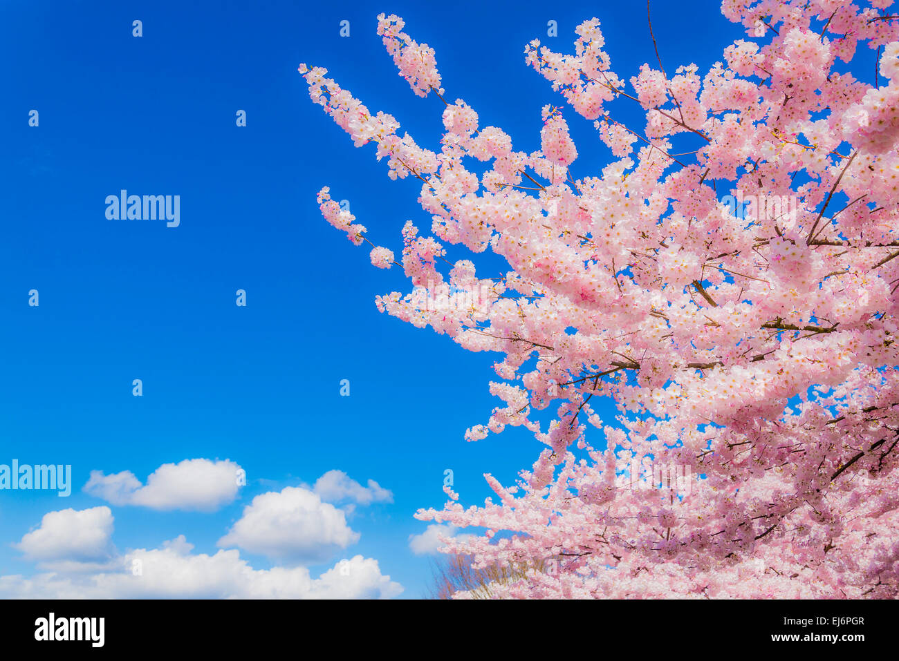 Rosa Blüten auf Kirschbaum mit Wolken. Stockfoto