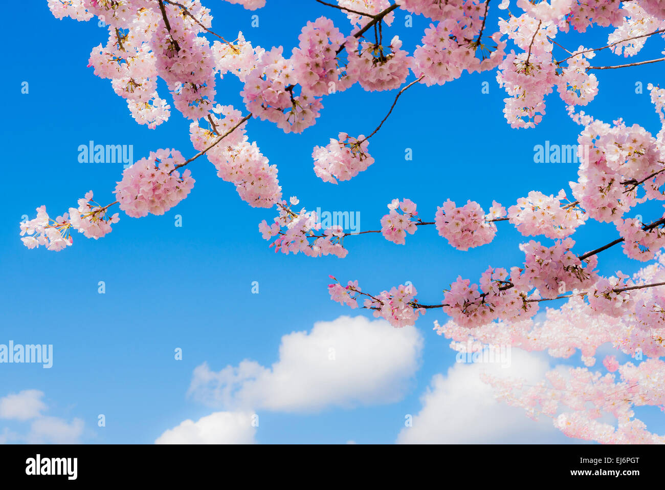 Rosa Blüten auf Kirschbaum mit Wolken. Stockfoto