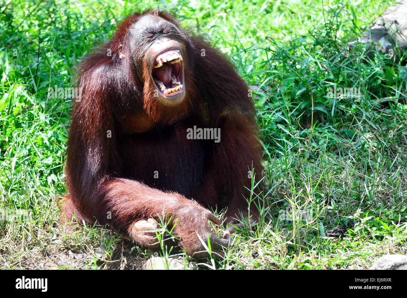 Lustiges Primitiv Stockfotos Und Bilder Kaufen Alamy
