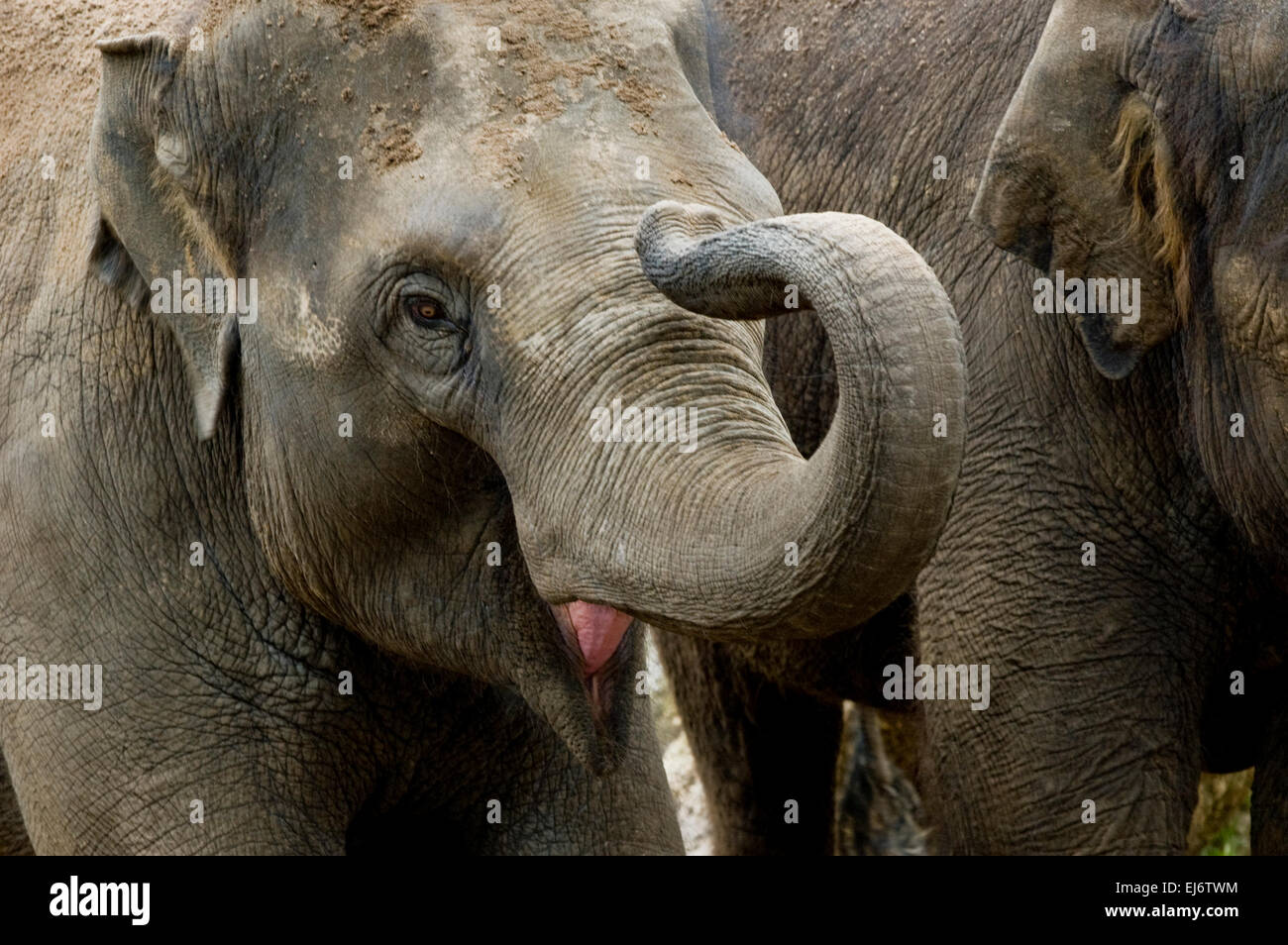 "Mali" neun Monate alten Baby asiatische Elefantendame Show mit Mutter "Dokkoon" (L) und Aunti 'Num Oi' (R) im Zoo von Melbourne. Stockfoto