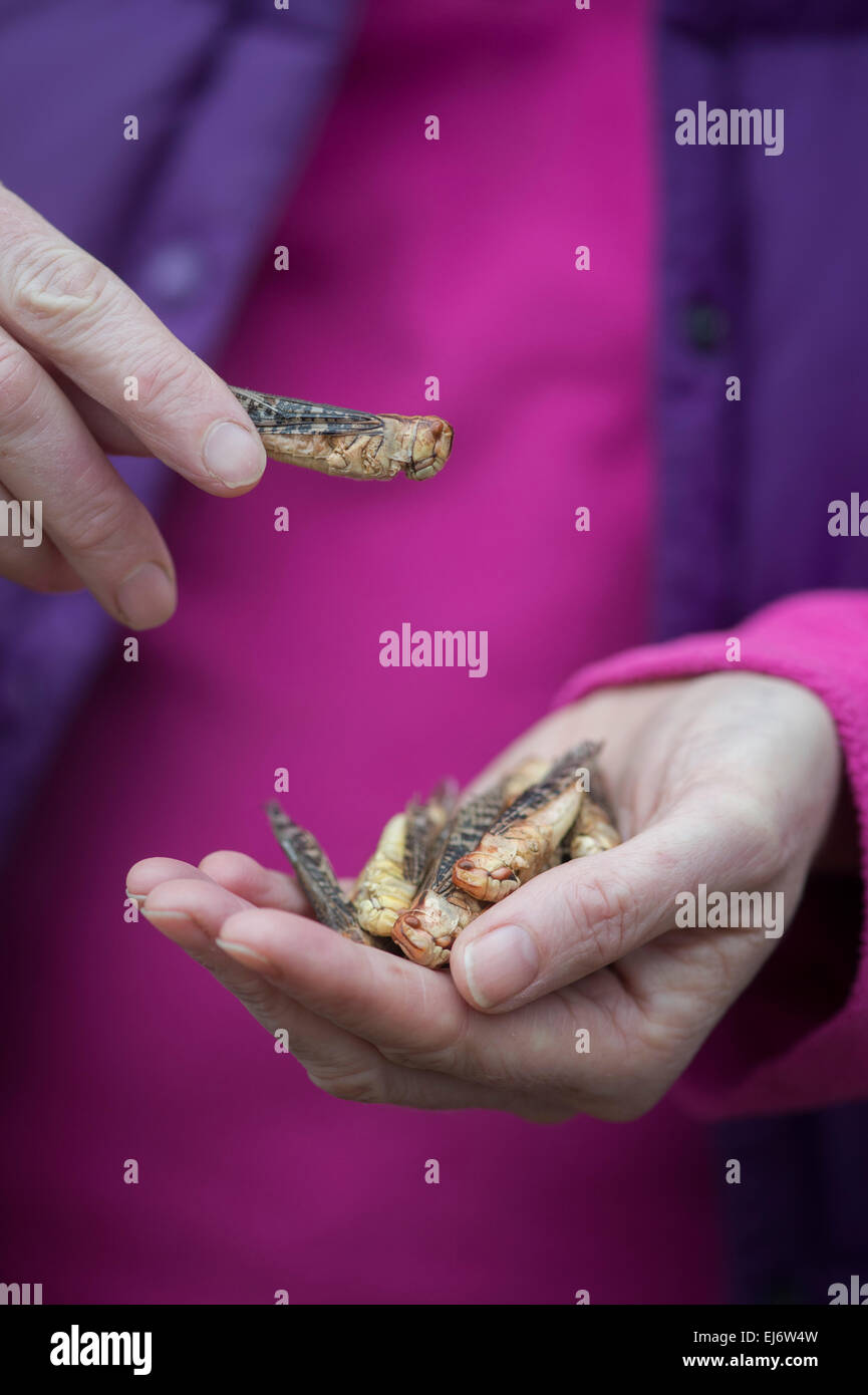 Essbare Insekten. Frau Holding Heuschrecken. Nahrung der Zukunft Stockfoto