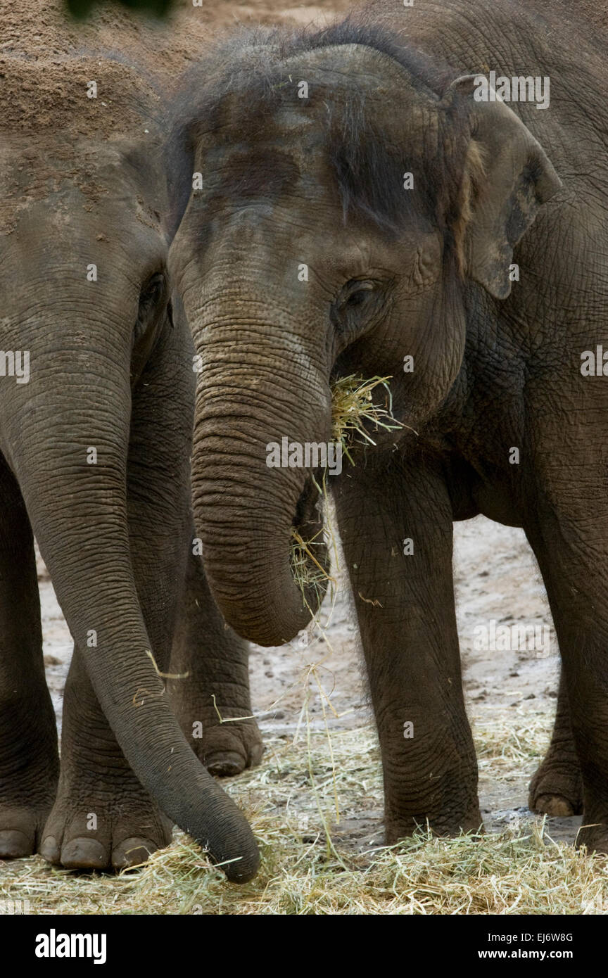 weibliche asiatische Elefanten "Kulab" (R) und Tante 'Num Oi' (L) im Zoo von Melbourne. Stockfoto