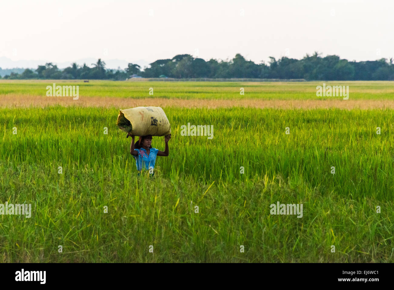 Dorfbewohner tragen Sack auf dem Kopf in Ackerland, Sittwe, Rakhine State in Myanmar Stockfoto