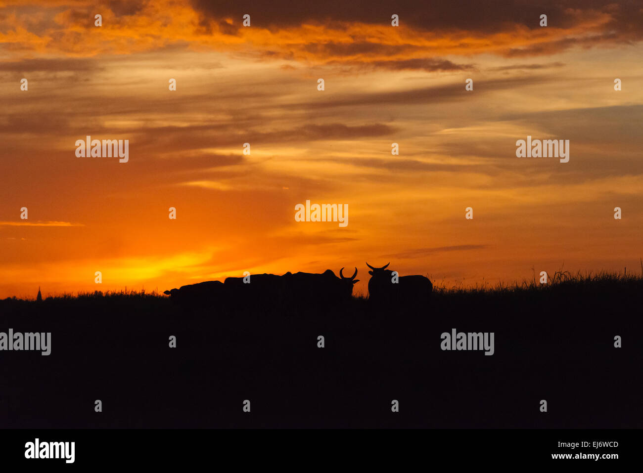 Silhouette der Rinder auf dem Ufer des Kaladan Fluss bei Sonnenuntergang, Sittwe, Rakhine State in Myanmar Stockfoto