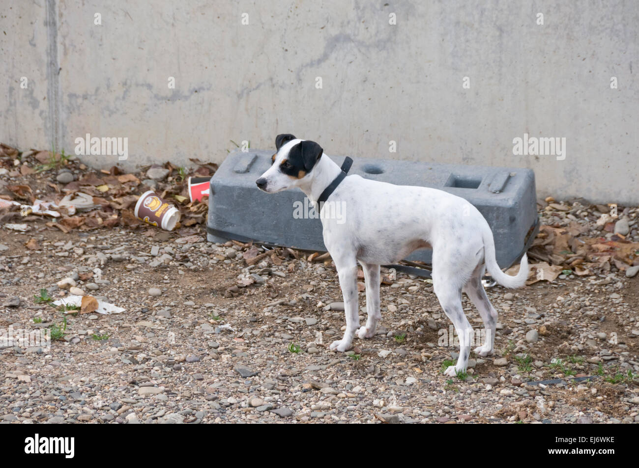 Streunender Hund auf Brachland Stockfoto