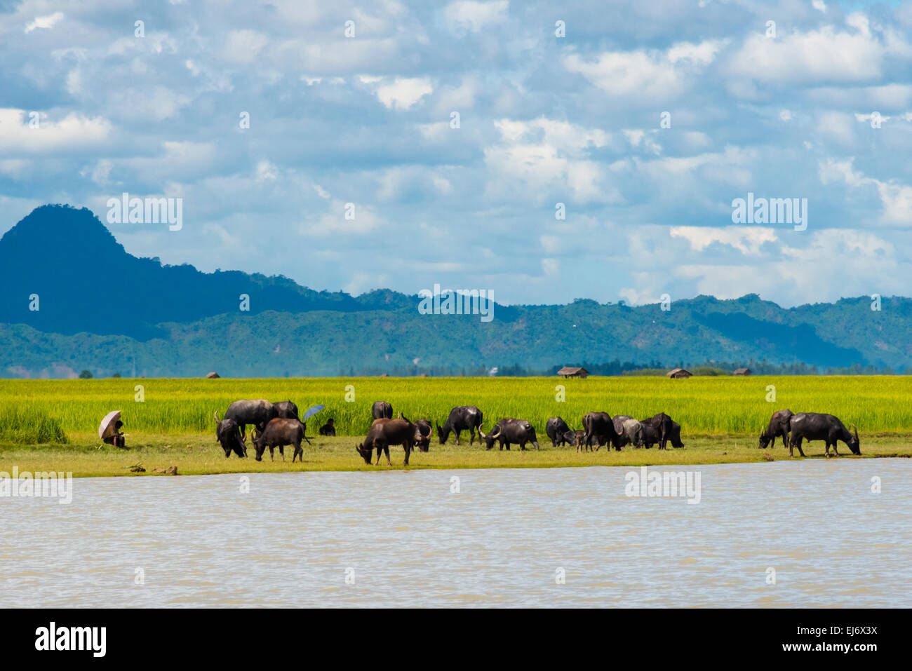 Wasserbüffel am Ufer des Kaladan River, zwischen Sittwe und Mrauk-U, Rakhine State in Myanmar Stockfoto