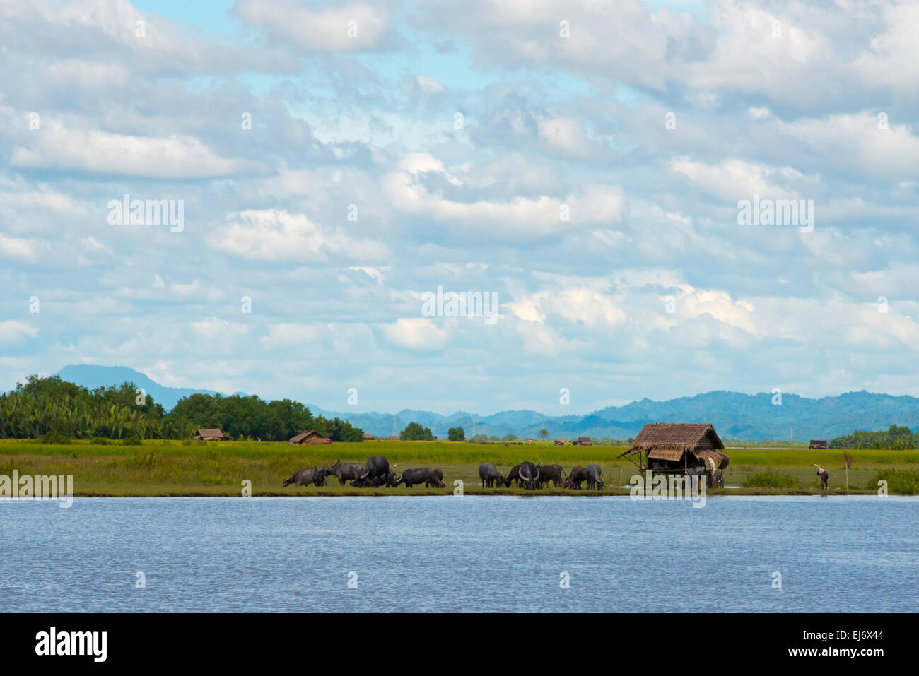 Dorfhäuser und Wasserbüffel am Ufer des Kaladan River, zwischen Sittwe und Mrauk-U, Rakhine State in Myanmar Stockfoto