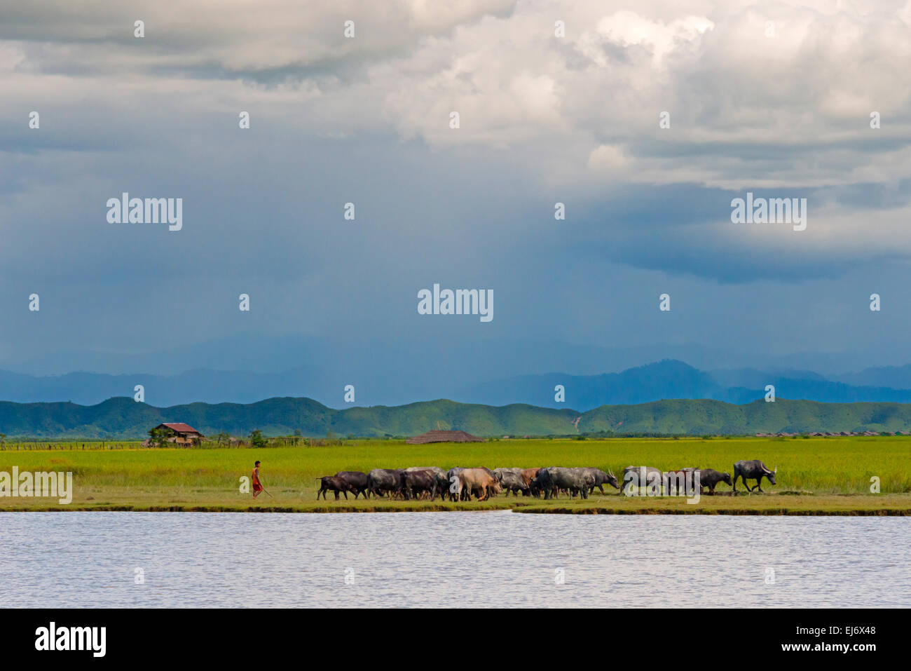 Wasserbüffel am Ufer des Kaladan River, zwischen Sittwe und Mrauk-U, Rakhine State in Myanmar Stockfoto