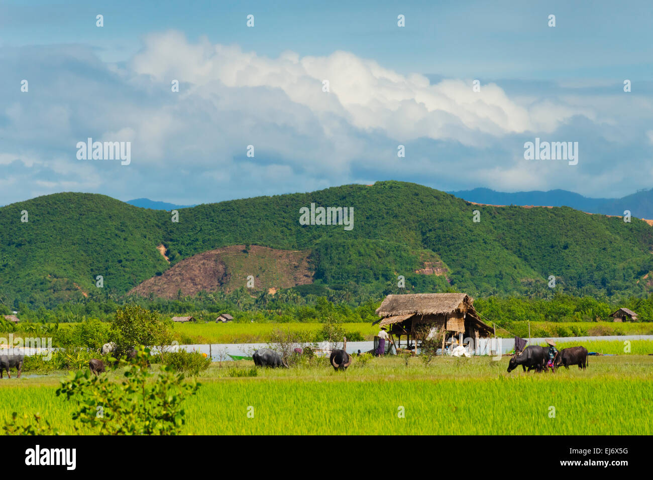 Haus im Dorf am Fluss Ufer des Kaladan zwischen Sittwe und Mrauk-U, Rakhine State in Myanmar Stockfoto