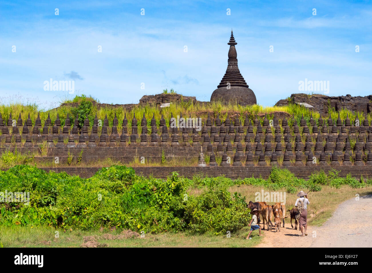 Farmer, die Bewachung der Rinderherden nähert sich Kothaung Tempel (Schrein von 90.000 Bildern), Mrauk U, Rakhine State in Myanmar Stockfoto