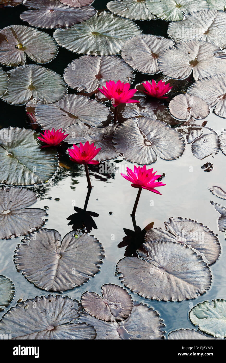 Lilie Blumen und Pads, Inle-See, Shan State in Myanmar Stockfoto