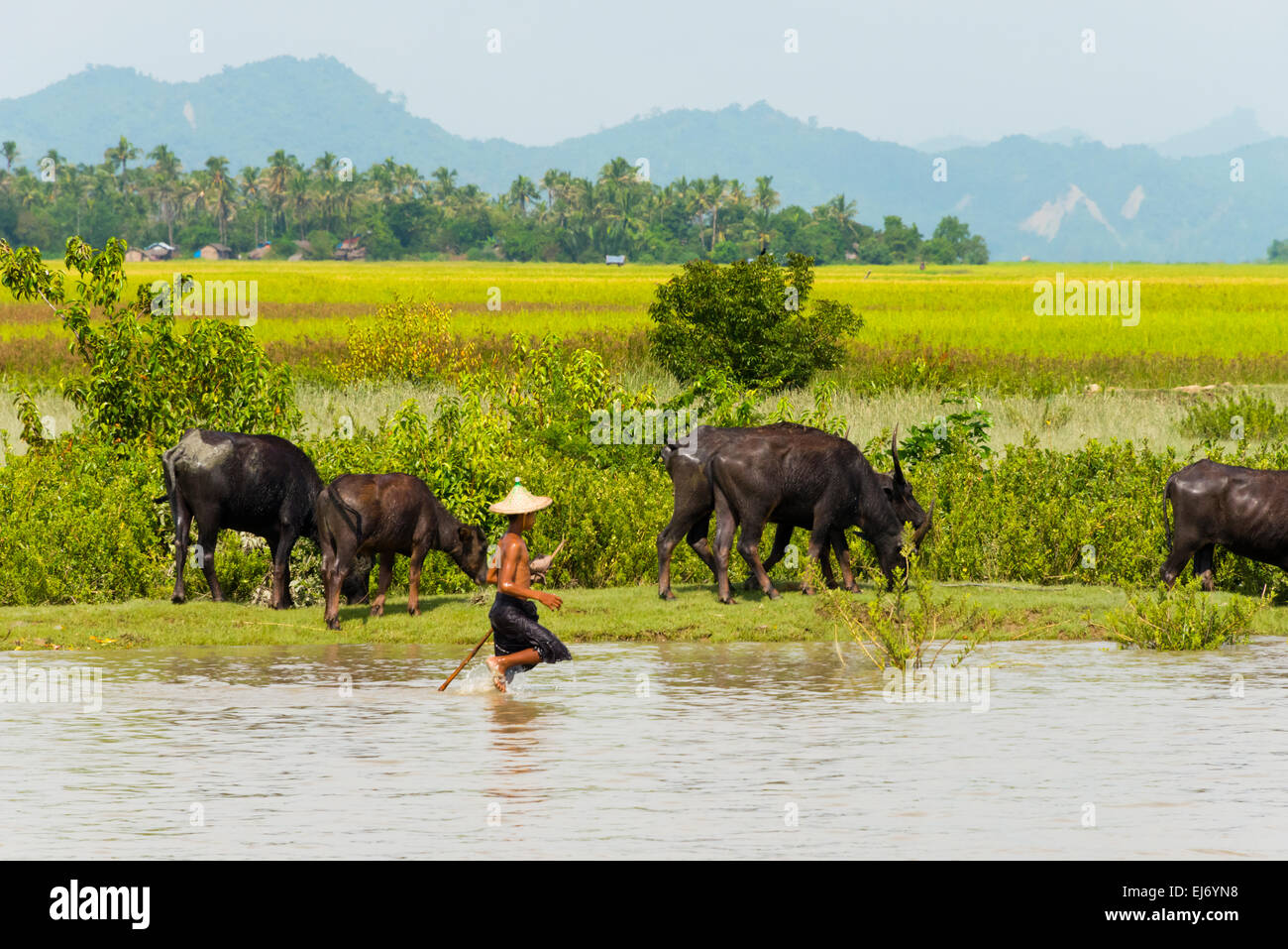 Wasserbüffel am Ufer des Kaladan River, zwischen Mrauk-Sie und Sittwe, Rakhine State in Myanmar Stockfoto