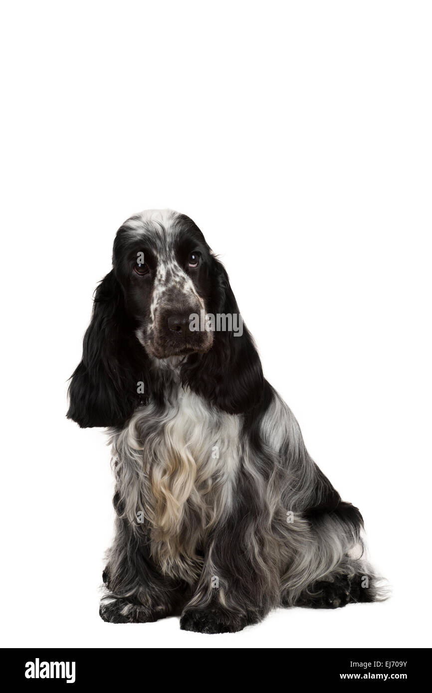 isolierte Porträt des englischen Cocker Spaniel, Europameister, Zuchtstation Stockfoto