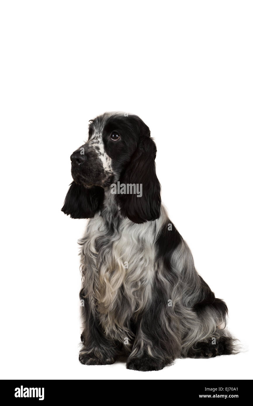isolierte Porträt des englischen Cocker Spaniel, Europameister, Zuchtstation Stockfoto