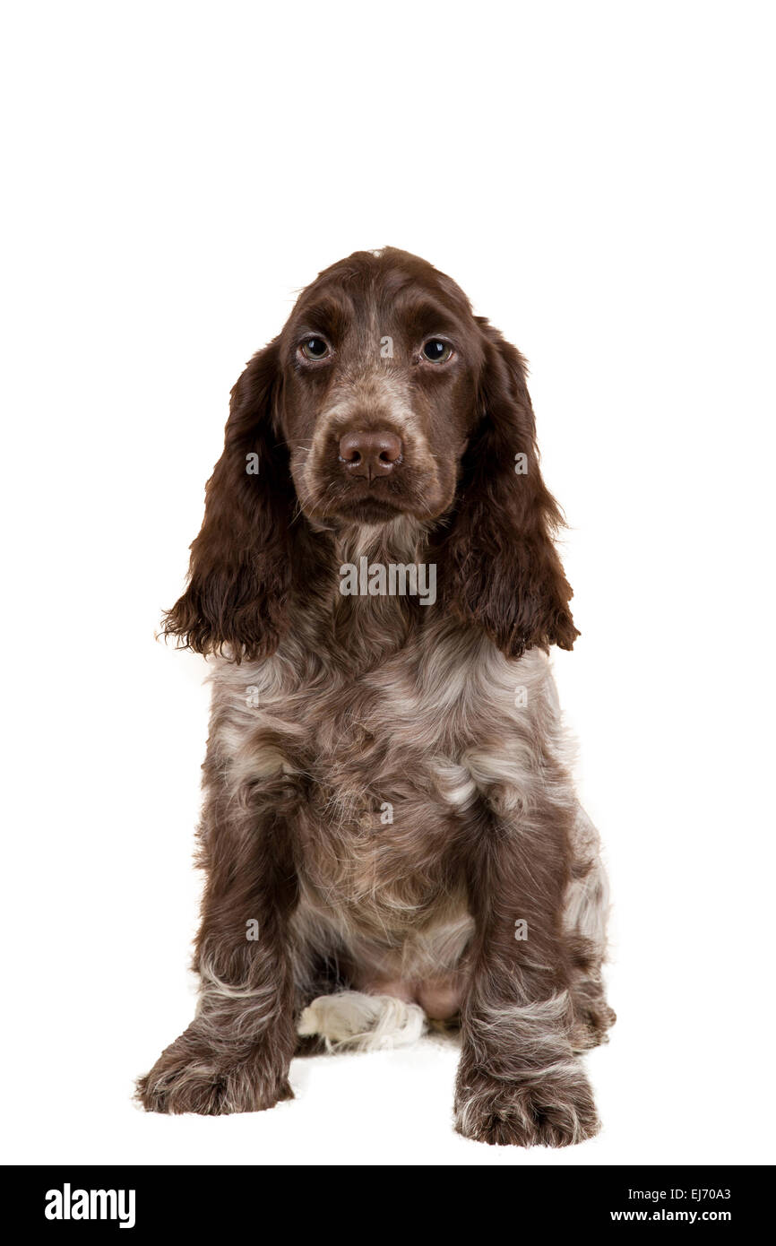 isolierte Porträt des englischen Cocker Spaniel, Europameister, Zuchtstation Stockfoto