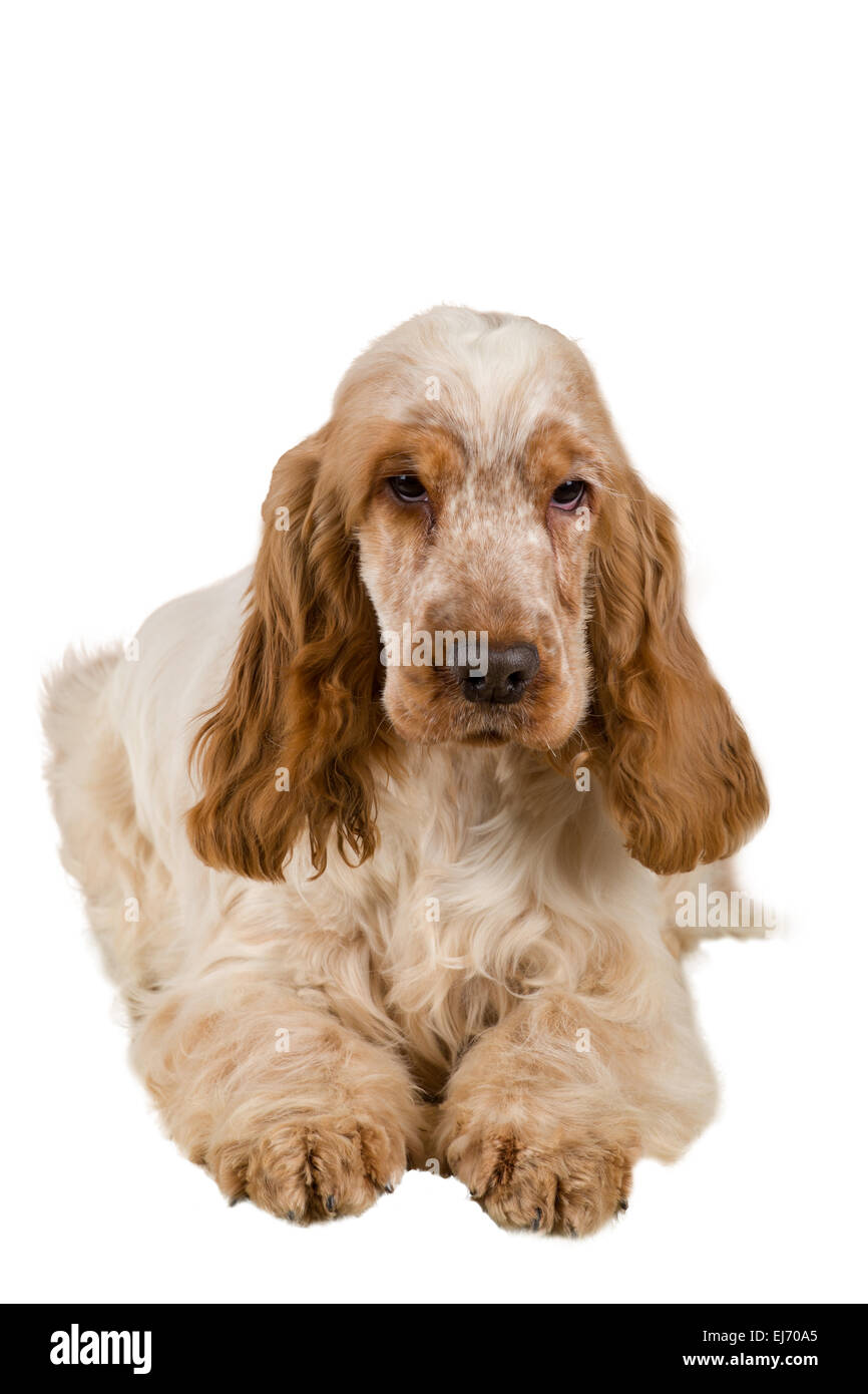 isolierte Porträt des englischen Cocker Spaniel, Europameister, Zuchtstation Stockfoto
