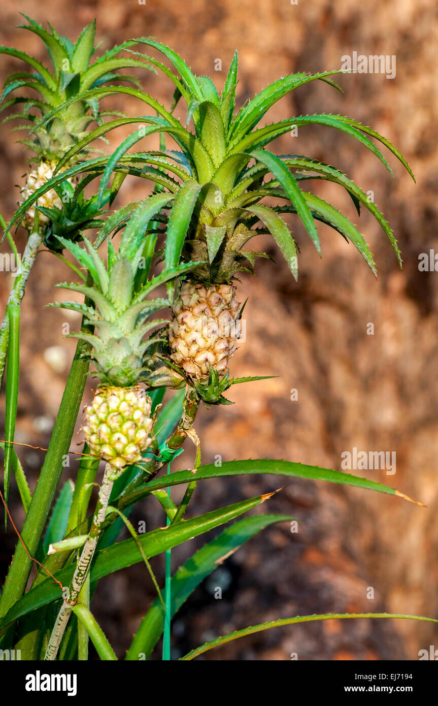 Frucht einer Ananas Vietnam, natürlichen pflanzlichen Stockfoto