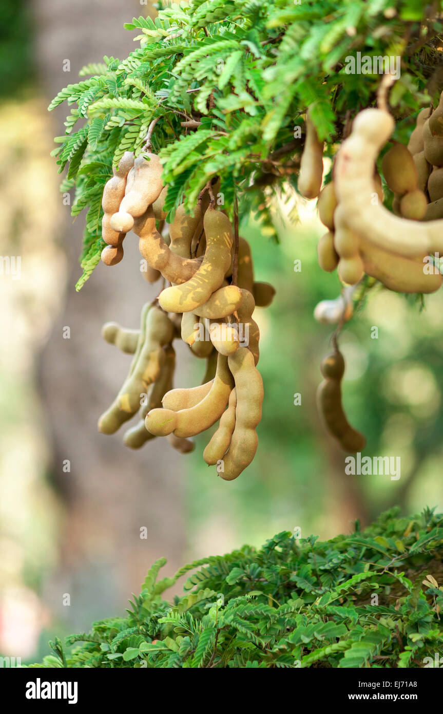 Tamarind Vietnam, natürlichen pflanzlichen Stockfoto